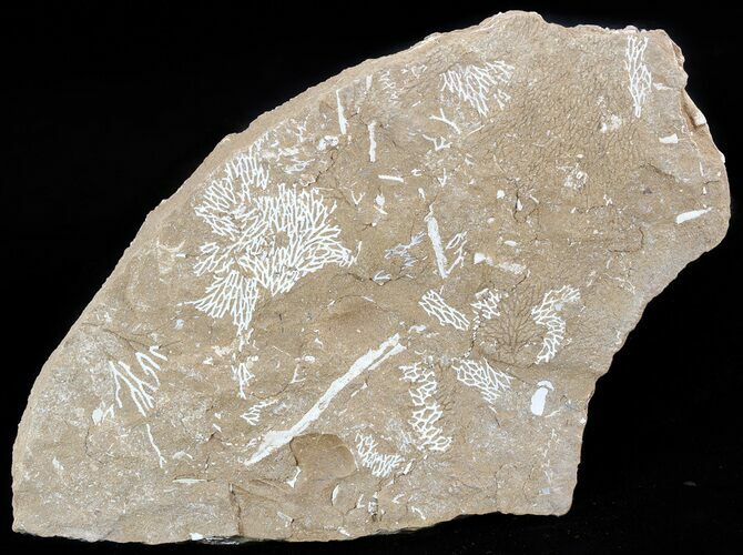 Ordovician Bryozoans (Chasmatopora) Plate - Estonia #50019